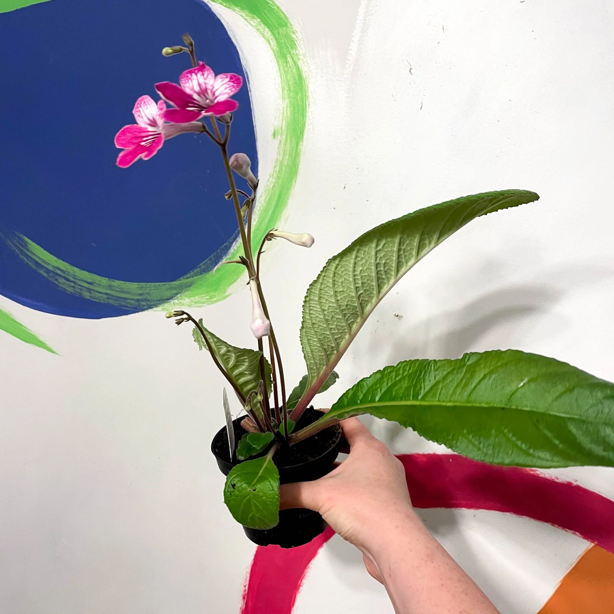 Thumb 2