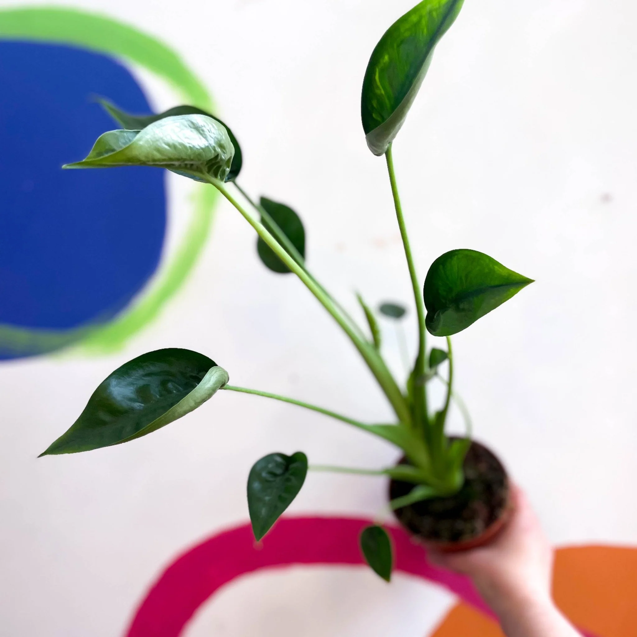 Thumb 3