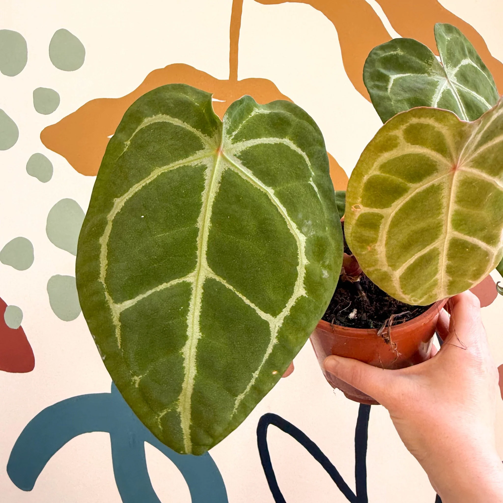 Thumb 2
