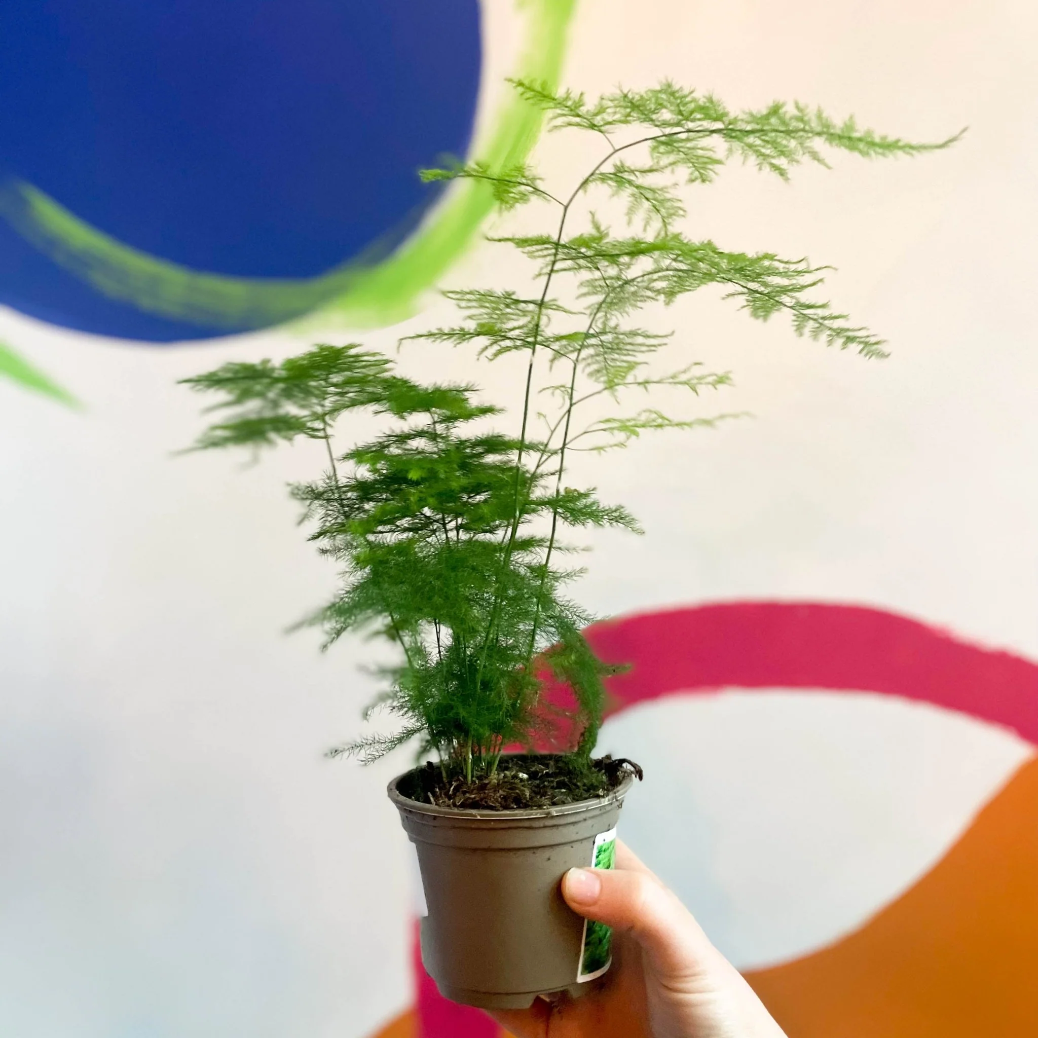 Thumb 4