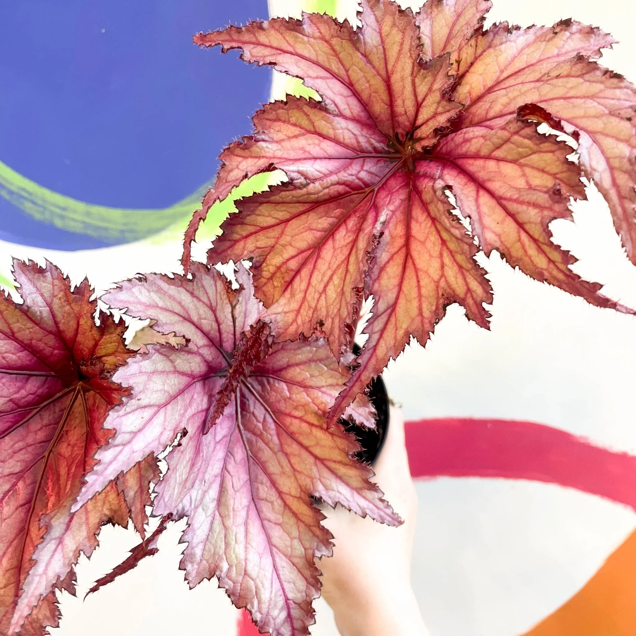 Thumb 4