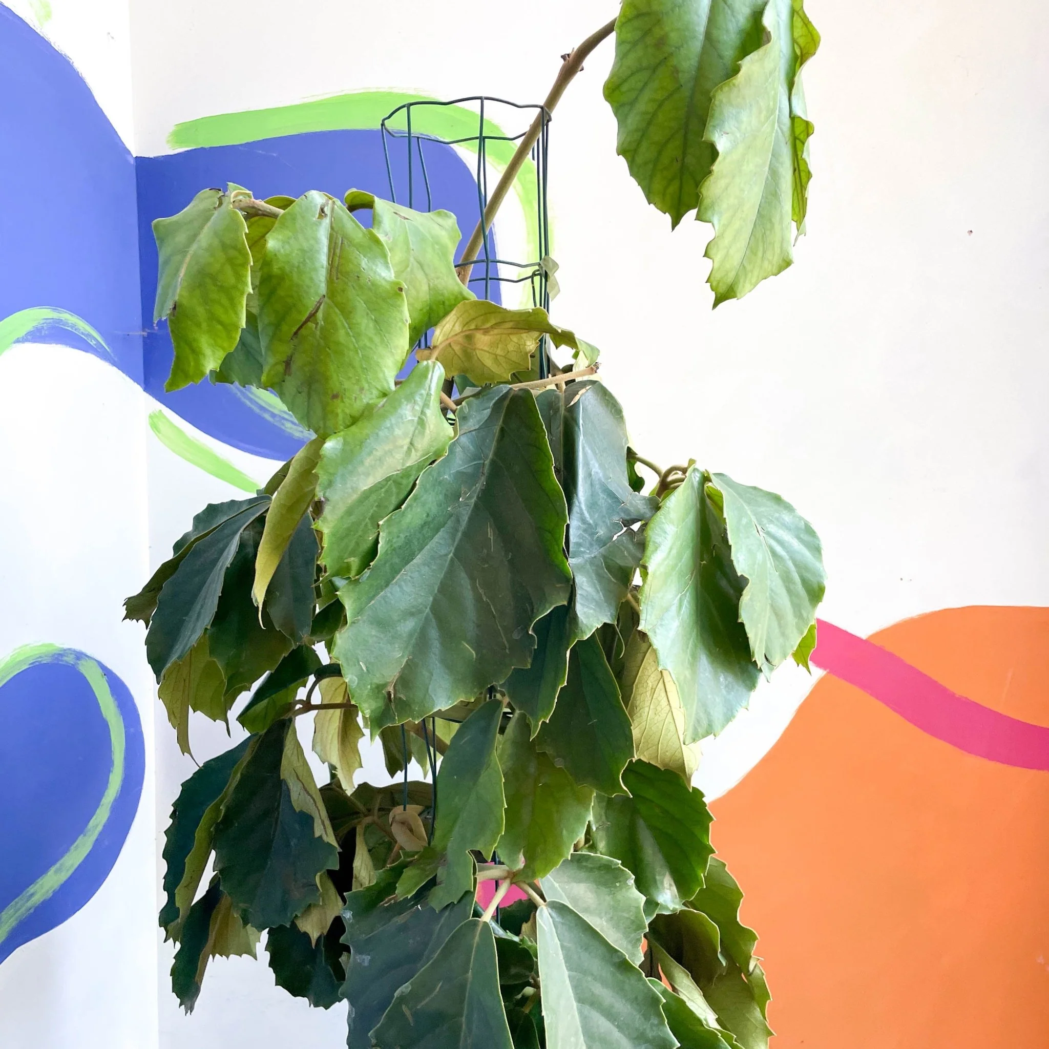 Thumb 4