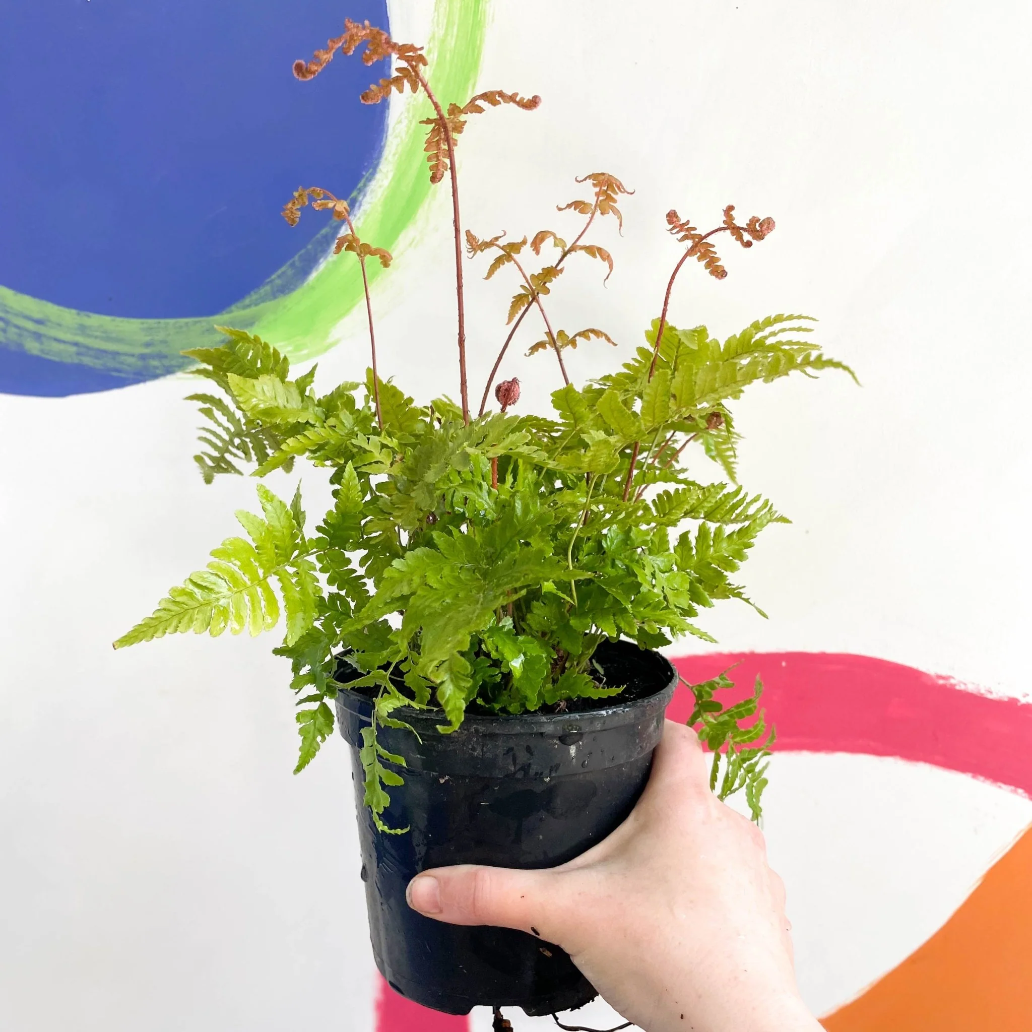 Thumb 3