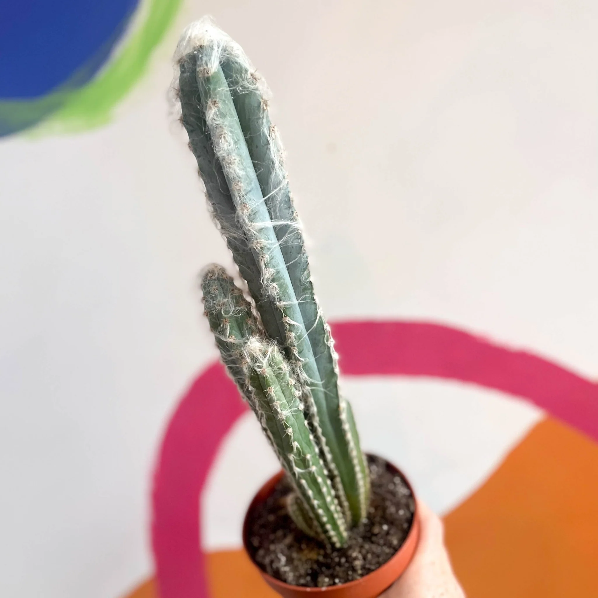 Thumb 2