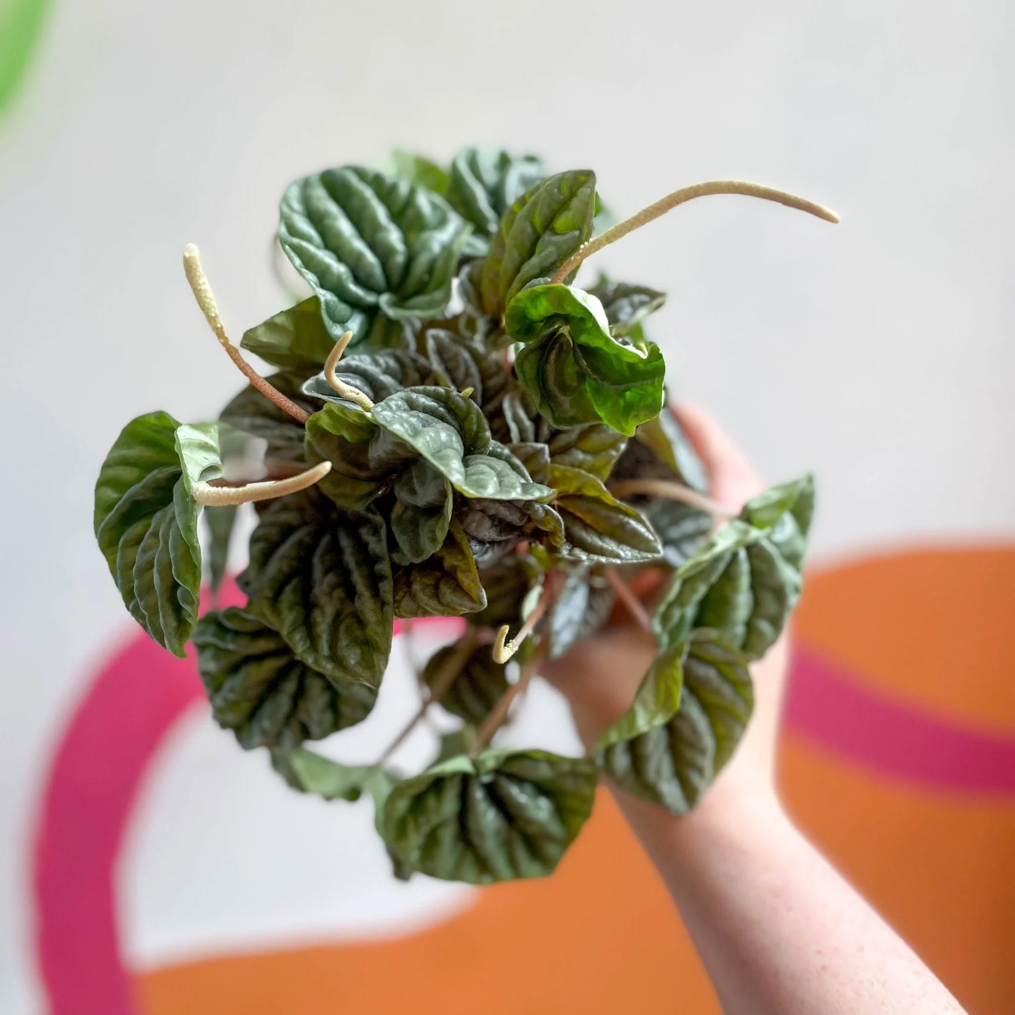 Thumb 4